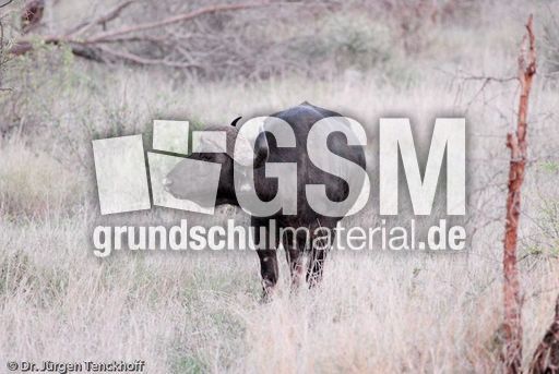 Afrikanischer Büffel (6 von 102).jpg